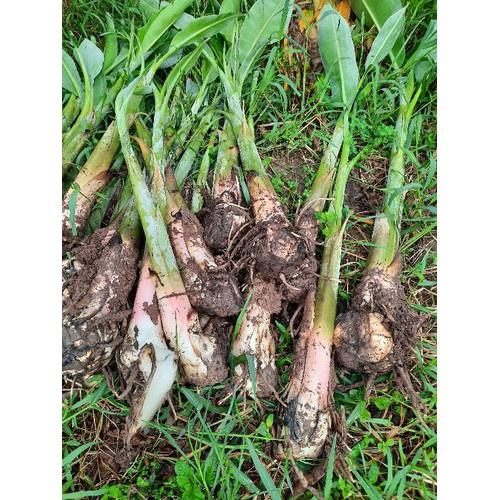 Cây giống chuối sáp nghệ