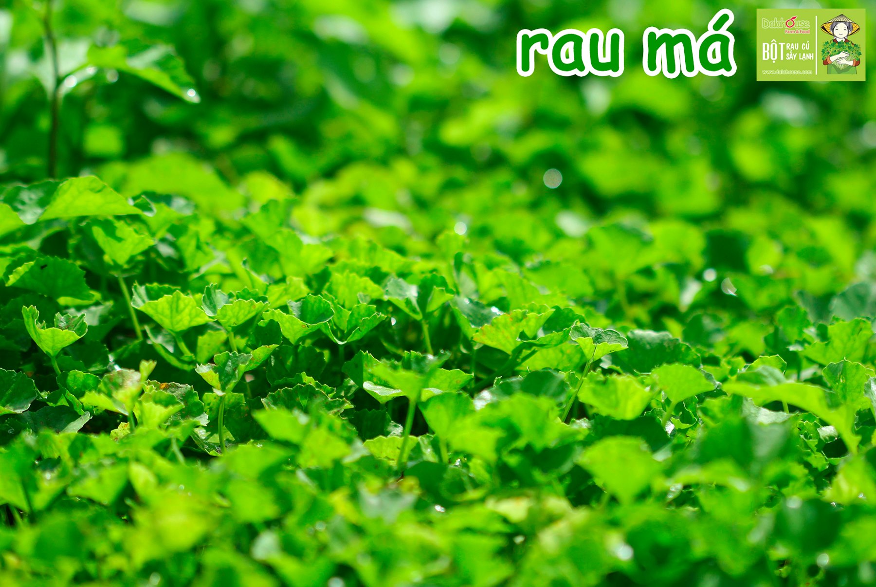 Bột Rau Má Dalahouse - – 1 Gói Tiện Lợi Cho 1 Lần Uống – Giúp Giảm Huyết Áp, Giải Độc Mát Gan Hiệu Quả