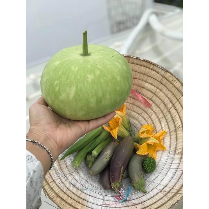 Hạt giống bầu quả tròn Thái - 1 gói 1gram