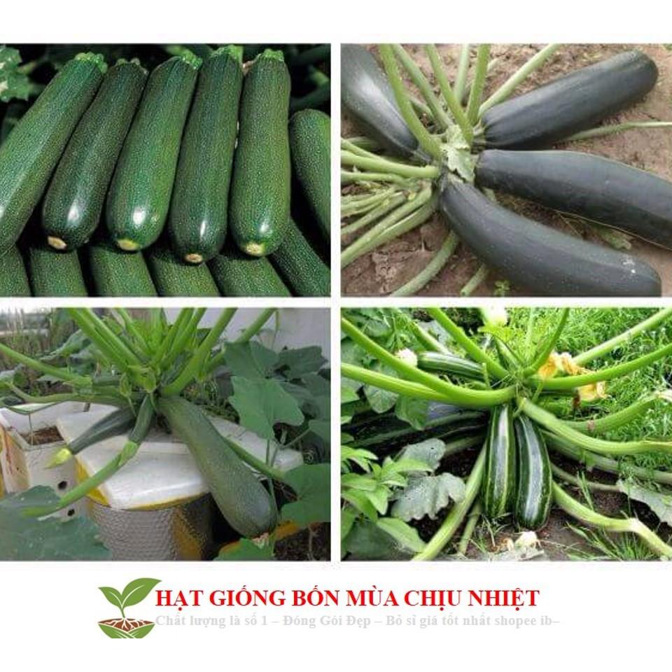 Hạt Giống Bí Ngòi Xanh F1 - 10 hạt