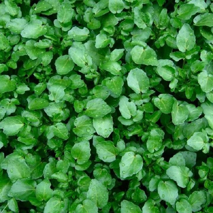 Hạt giống Xà lách xoong miền núi giòn ngọt FGGFH
