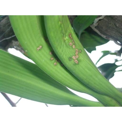 Bộ 2 Chế phẩm Nano Gold trừ sâu bọ + trừ nấm khuẩn dạng chai xịt dùng cho hoa lan, phong lan - chai 300ml