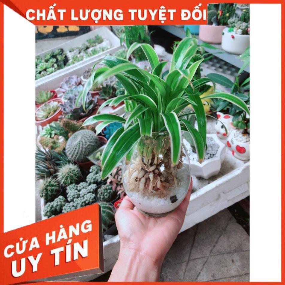 Cỏ Lan Chi Thủy Sinh Đẹp