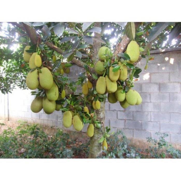 CÂY GIỐNG MÍT TA SIÊU QUẢ, SIÊU NGON, NGỌT, THƠM