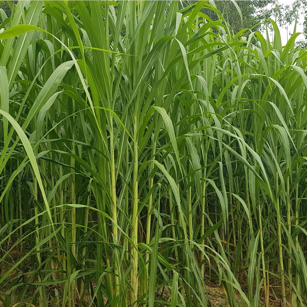 Hạt giống cỏ Sudan Super BMR - Cỏ Ngô CT235 - Gói 100gram