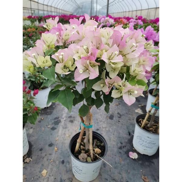 Hoa giấy Sakura nhật - cây trưởng thành đang hoa