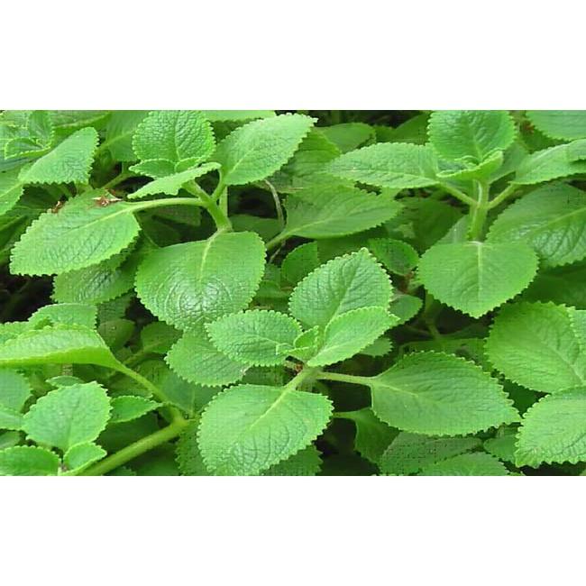 1kg lá húng chanh tươi sạch - cây nhà trồng