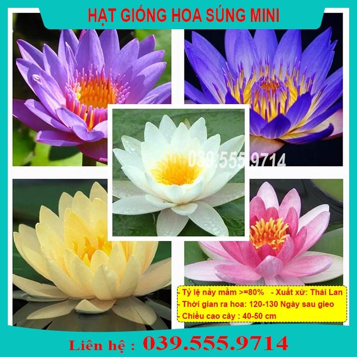 HẠT GIỐNG HOA S ÚNG THÁI MINI - HOA TRỒNG CHẬU