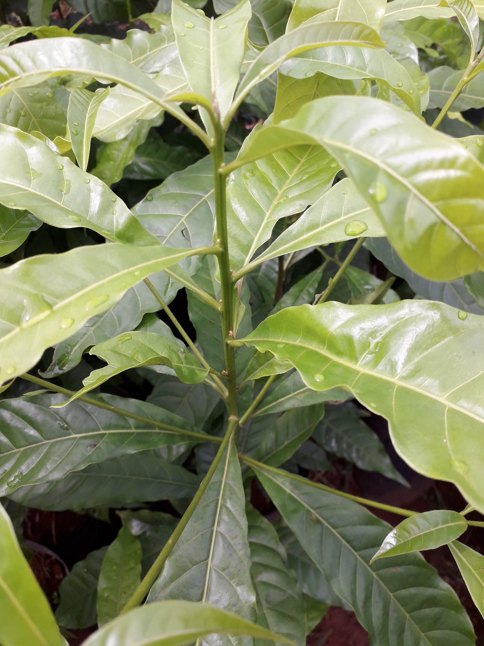 CÂY GIỐNG VÚ SỮA HOÀNG KIM trưởng thành bầu to khổng lồ .