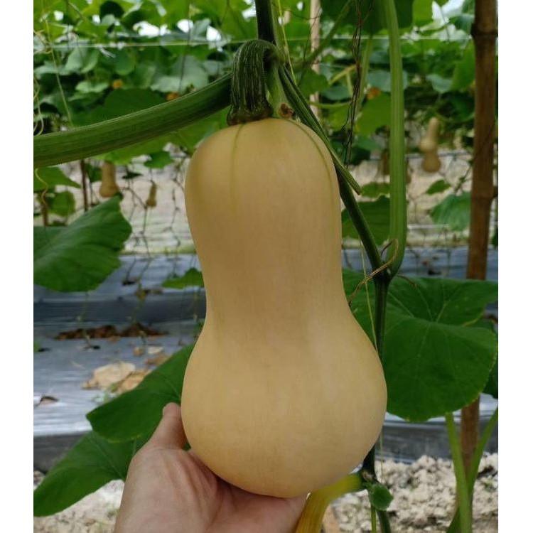 Hạt giống bí ngô mật butter F1 Đài Loan 2gram/gói