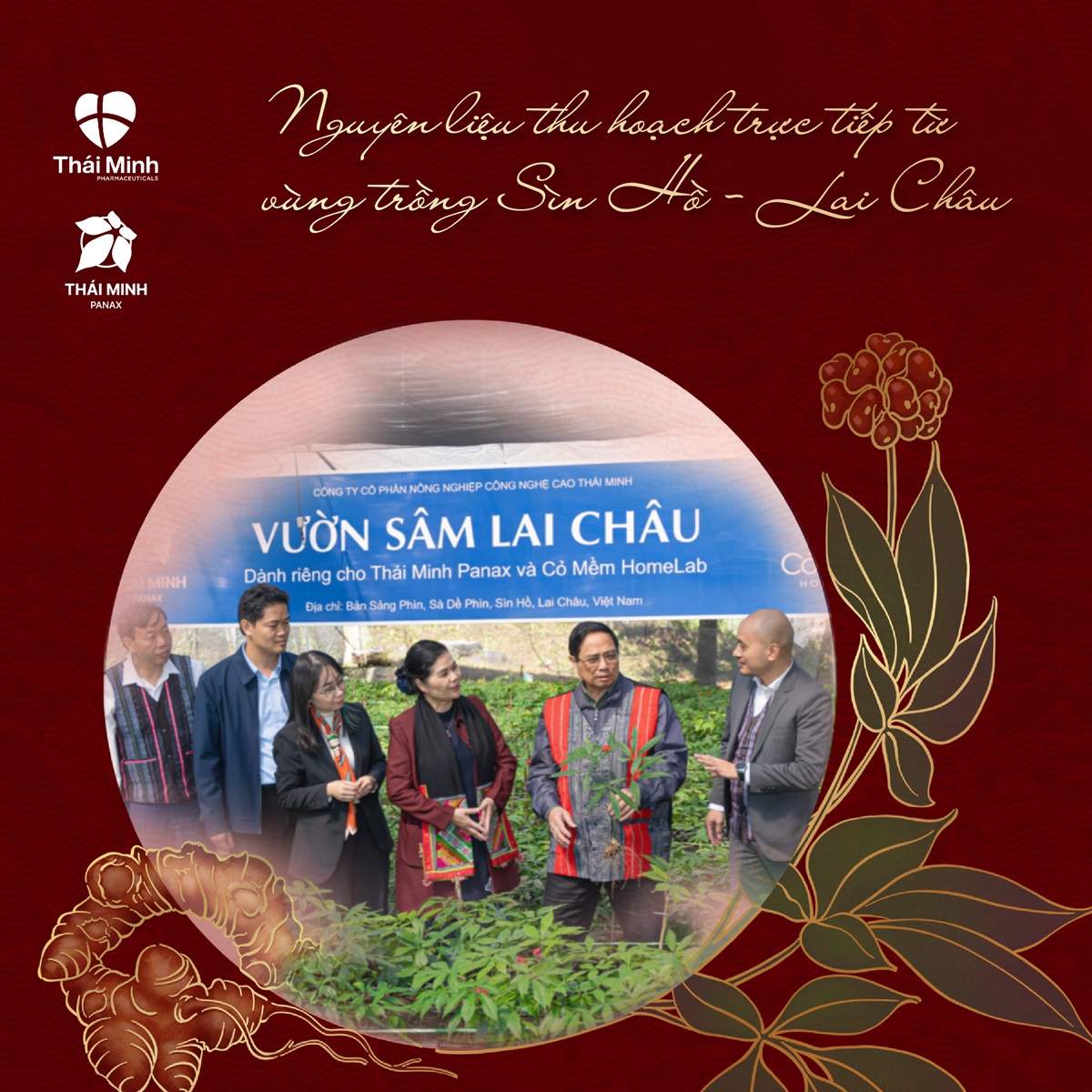 Trà Sâm Việt Nam Nguyên Lá Thái Minh 