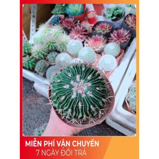 Xương Rồng Trúc Ngọc