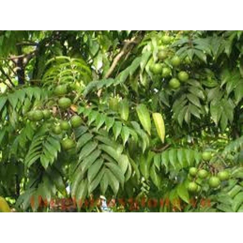 CÂY GIỐNG SẤU CHÙM, SẤU ĂN QỦA SIÊU NGON SIÊU QUẢ DÒNG QUẢ SỚM- CAM KÊT GIỐNG CHUẨN F1