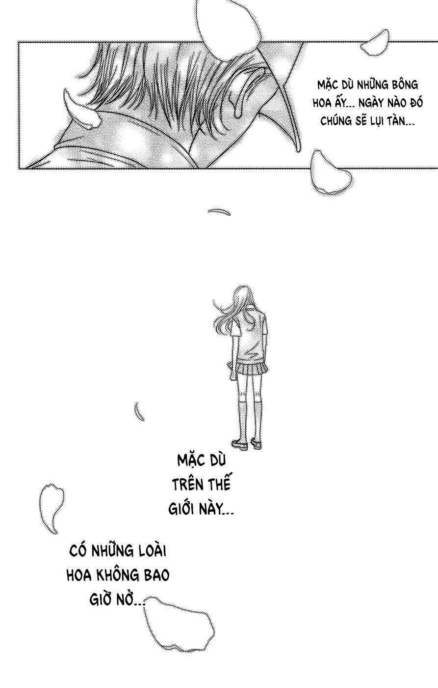 đóa hoa năm ấy chapter 3 45