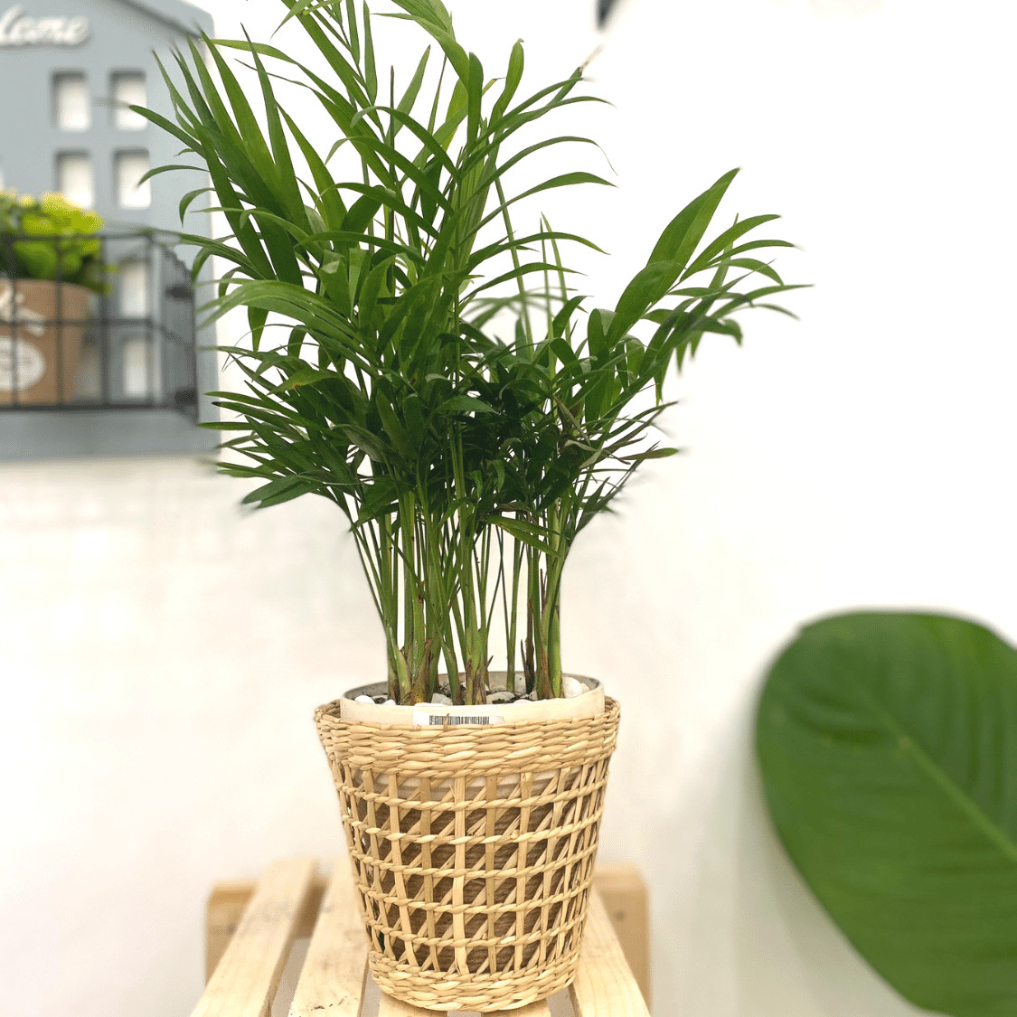 Cốc Cói Đa Năng