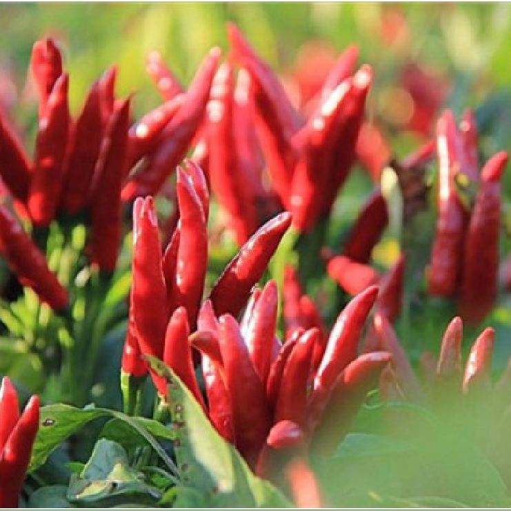 Hạt giống Ớt hiểm đỏ Chùm giống khỏe trái sai từng chùm lớn VTP199