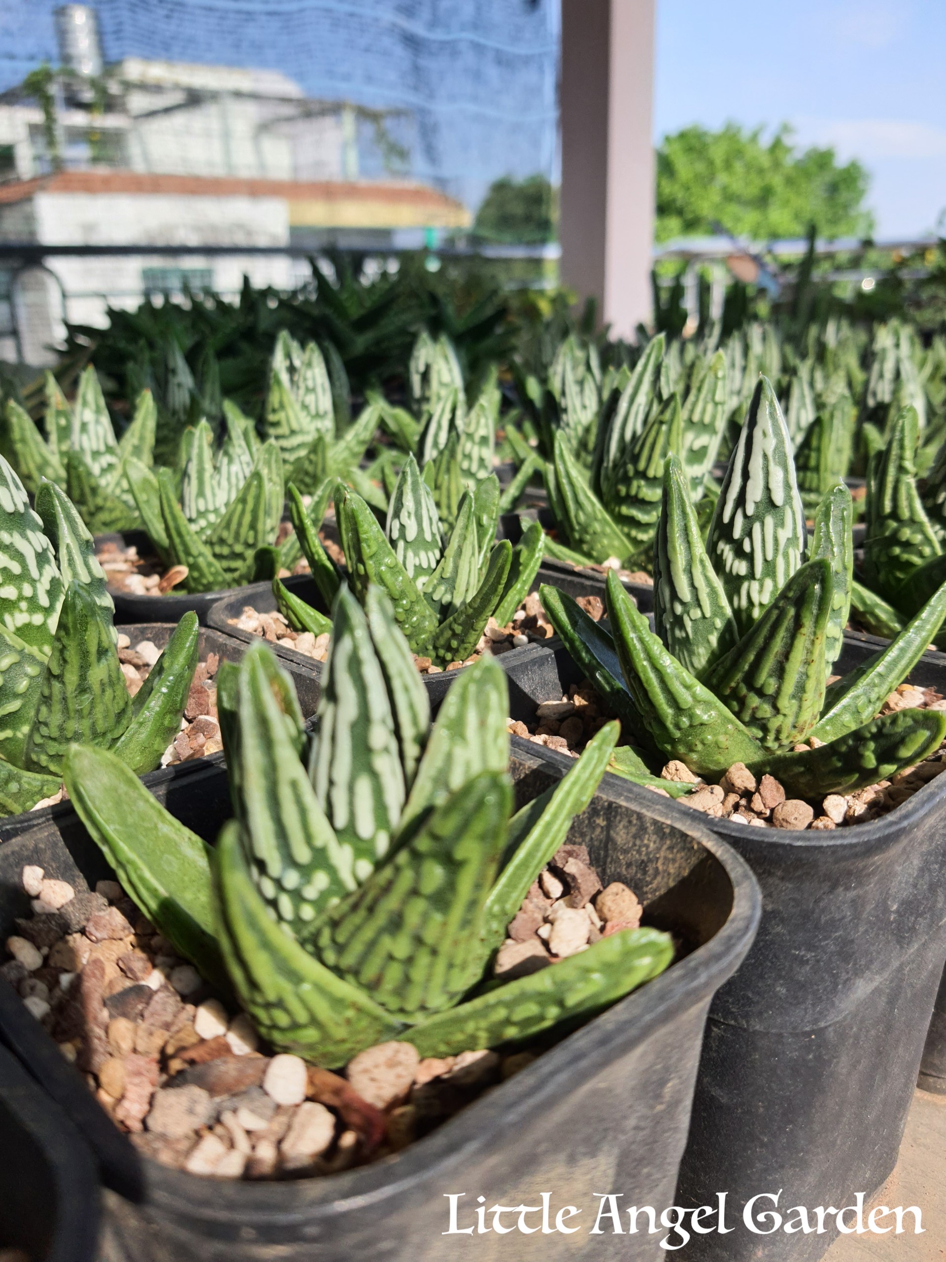 Cây sen đá kim cương "Nước mắt Thiên Thần" | Haworthia Tulista "Pumila Tenshi No Namida"