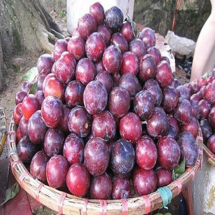 CÂY GIỐNG MẬN TÍM CHÍN SỚM BẮC HÀ SIÊU NGON SIÊU QUẢ