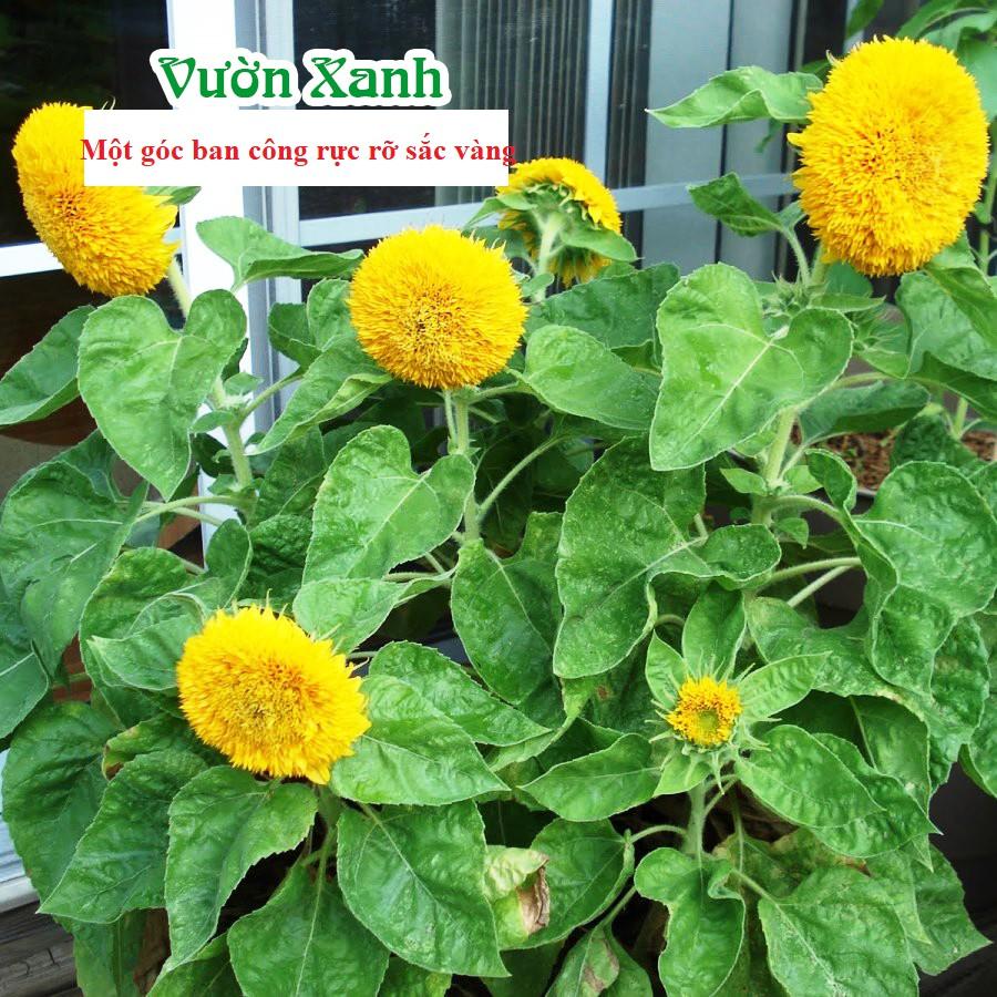 Hạt giống hoa hướng dương lùn kép 30 hạt