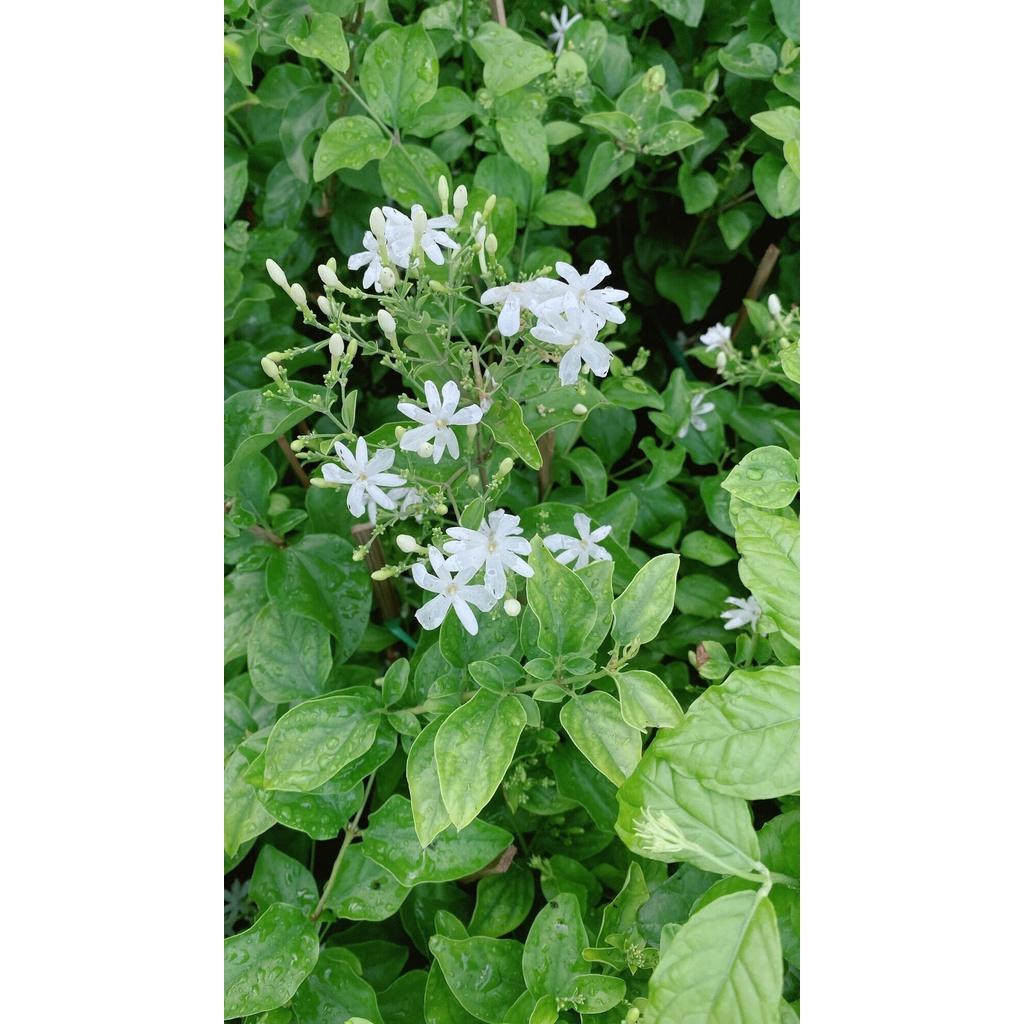 Hoa Nhài Hoàng Đế