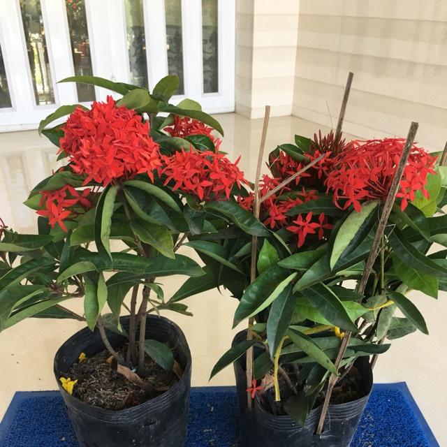 Hoa mẫu đơn mỹ màu đỏ rực lá to- hoa trang mỹ đỏ lá to- cây giống