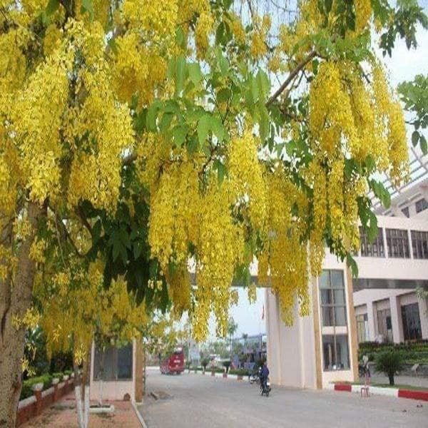 CÂY MUỒNG HOÀNG YẾN HOA VÀNG RỰC RỠ MÙI THƠM