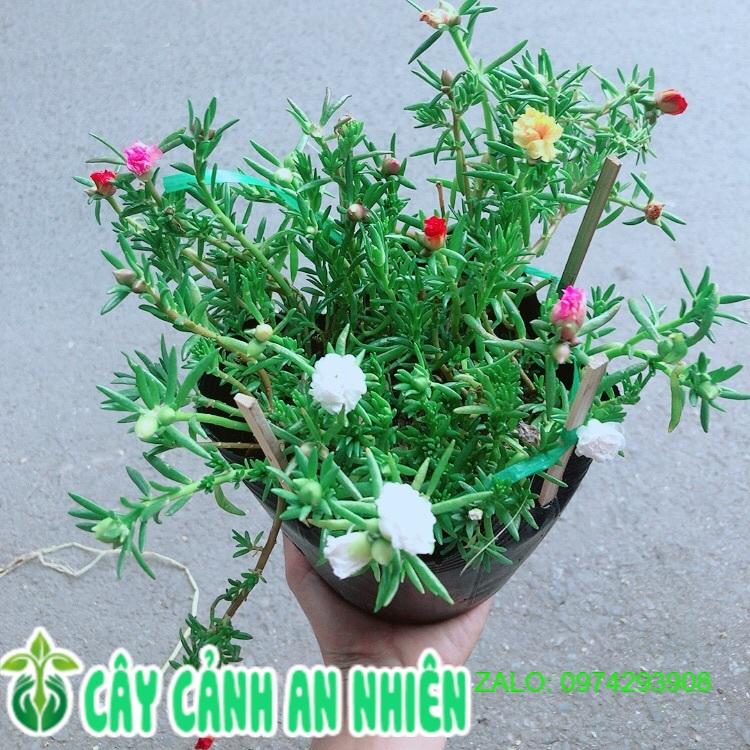 Hoa Mười Giờ