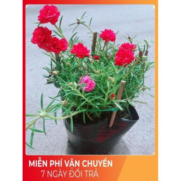Hoa Mười Giờ
