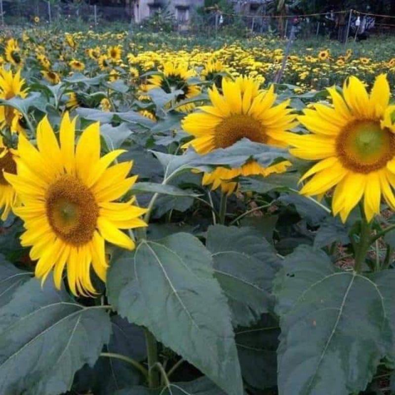 100 Hạt giống hoa Hướng Dương