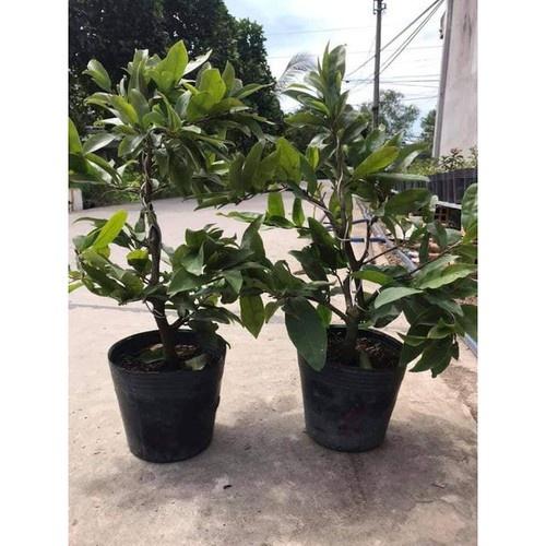 Mai Vàng Đại Lộc Bonsai 24 Cánh Đang Nụ