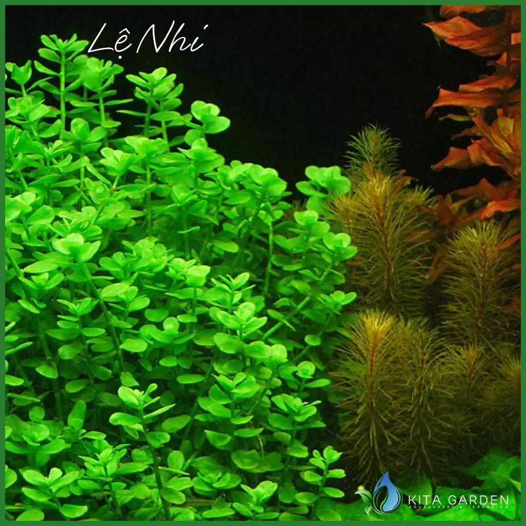Cây Lệ Nhi - Móng Tay - cây thủy sinh dễ trồng