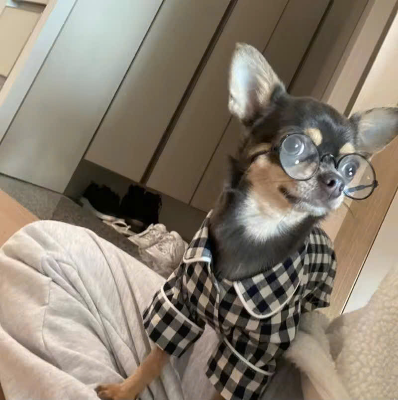 ÁO CARO SANG TRỌNG TỪ 0.2-7KG DÀNH CHO THÚ CƯNG CHÓ MÈO