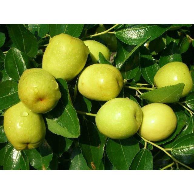 Cây giống lê vàng quả ngọt - NĂNG SUẤT - CHUẨN GIỐNG