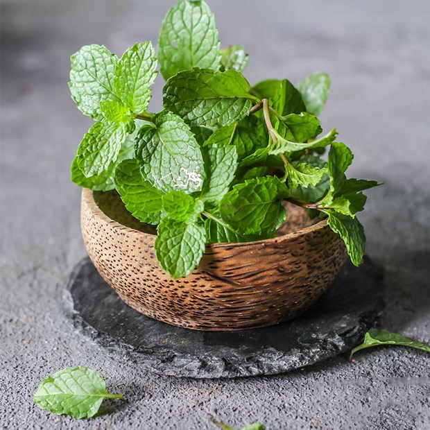 Hạt giống Cây Bạc Hà, Bạc Hà Cay Peppermint, Mùi Thơm Mát, Vị Cay The Mát Lạnh - Nông Sản Vàng