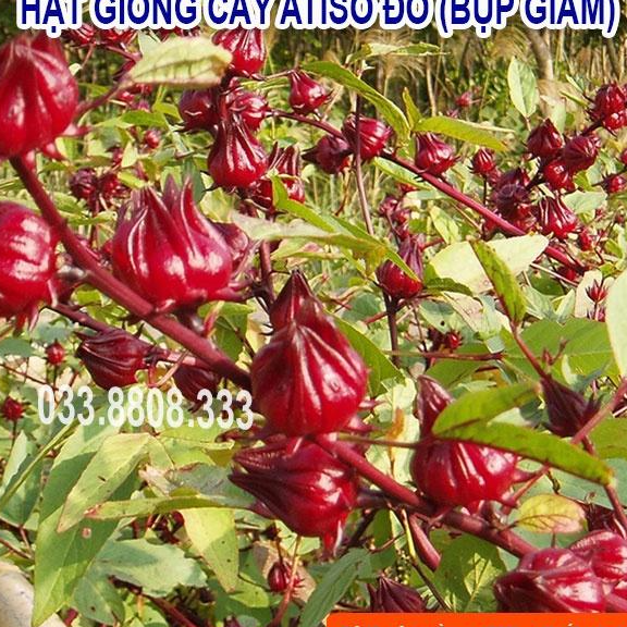 HẠT GIỐNG QUẢ ATISO ĐỎ DỄ TRỒNG TẠI NHÀ