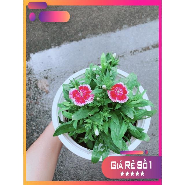 Chậu Hoa Cẩm Chướng