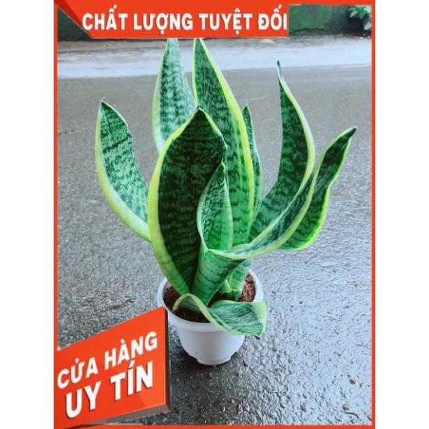 Lưỡi Hổ Cao