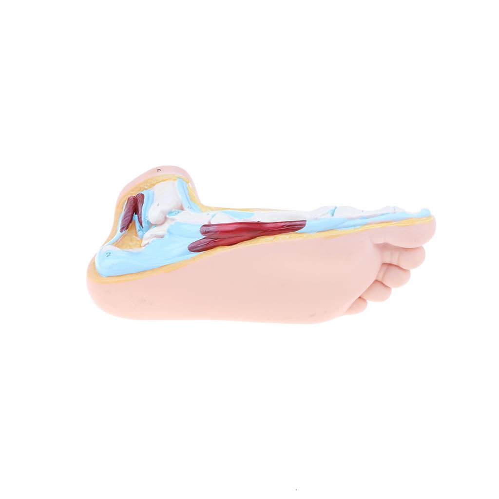 1:1 Lifesize Human Normal Foot Model with Ligaments Bones Muscles Anatomical Model Kit