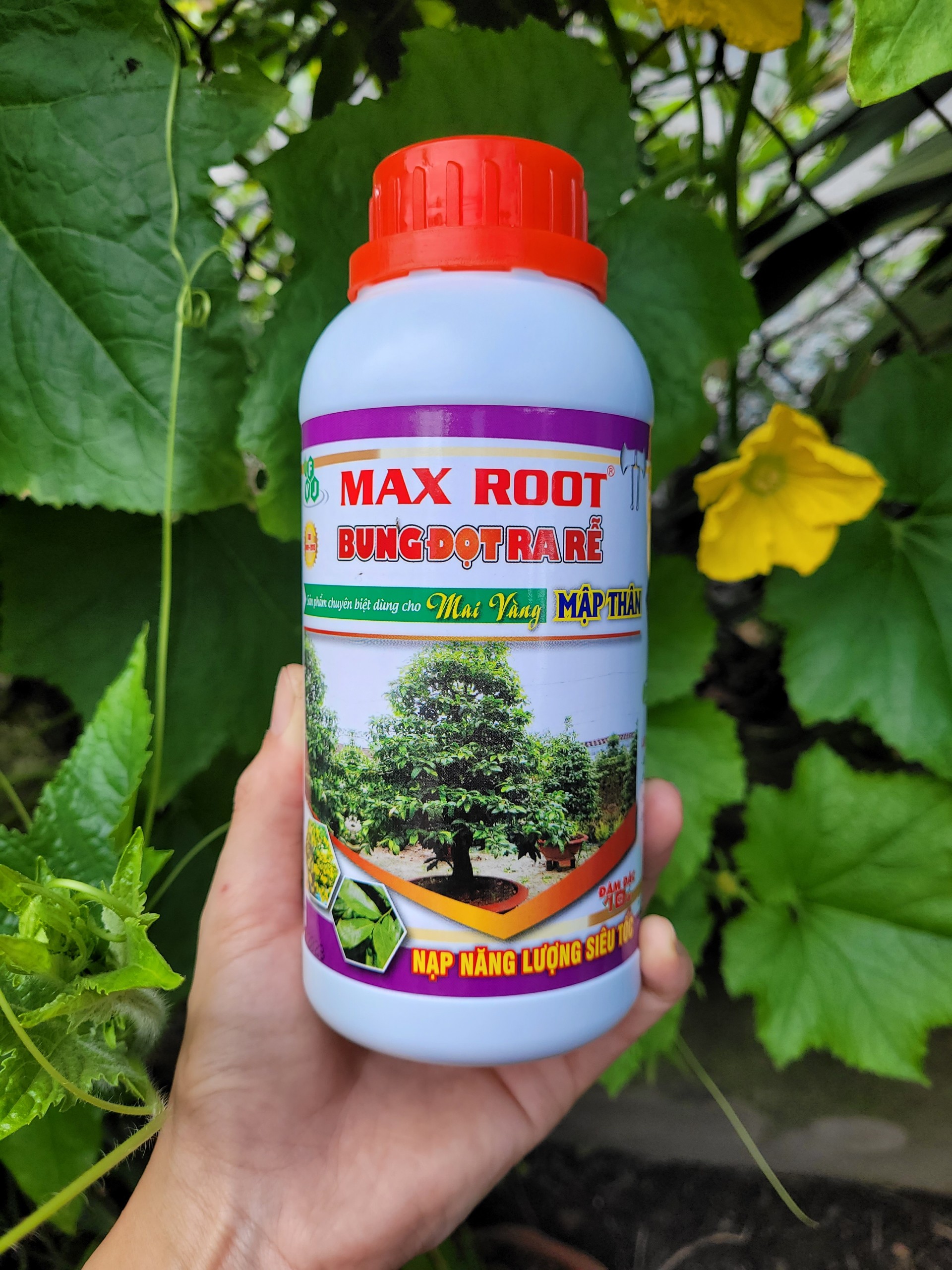 Phân bón chuyên dùng cho mai vàng BUNG ĐỌT RA RỄ mập thân, kích rễ, ra tượt mạnh, phục hồi cây mai suy yếu chai 500ml