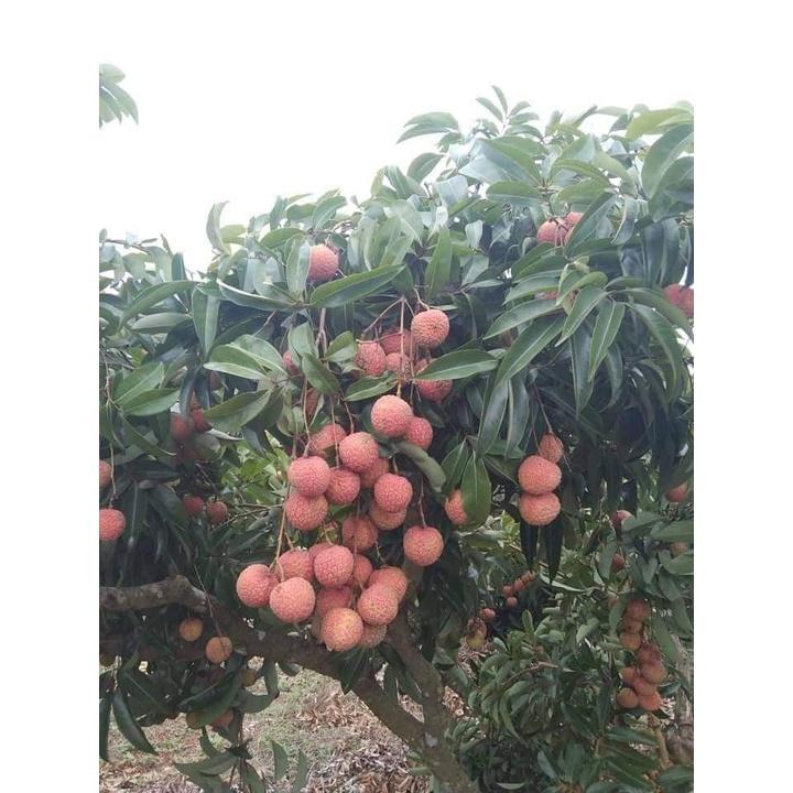 Cây giống vải thiều