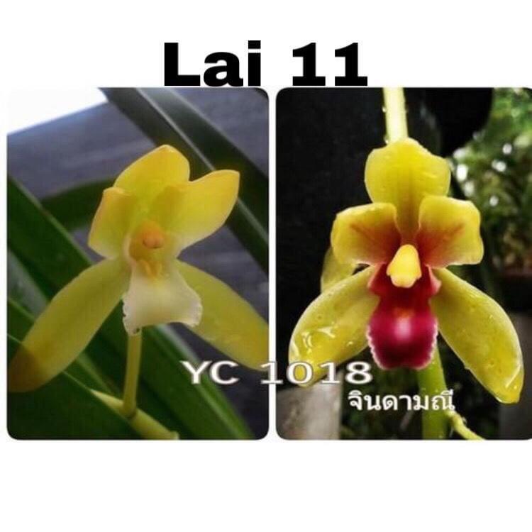 Kiếm Thái, Thân kiếm thái hoa cực đẹp, hoa xổ tùy duyên cam kết chất lượng