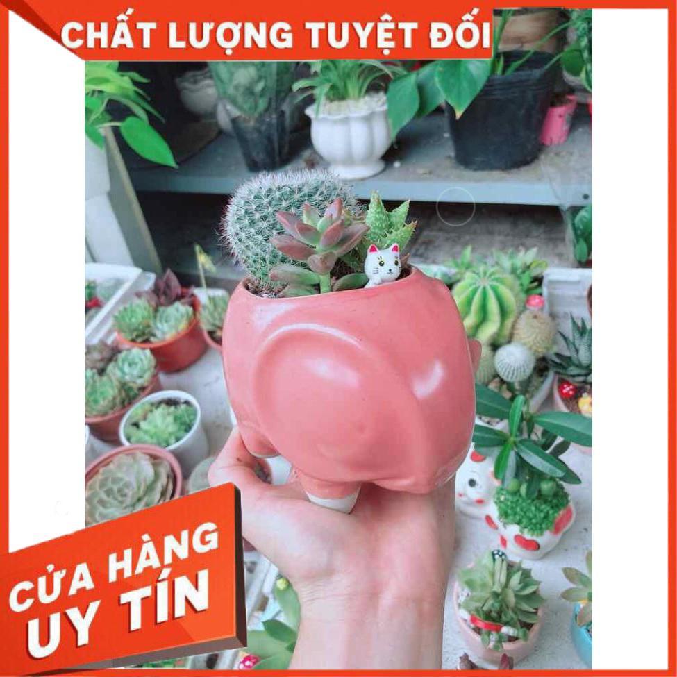 Chậu xương rồng Nhiều Người Mua