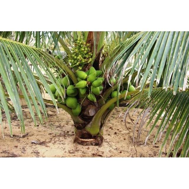 Cây giống DỪA XIÊN LÙN siêu quả - cây giống chuẩn F1