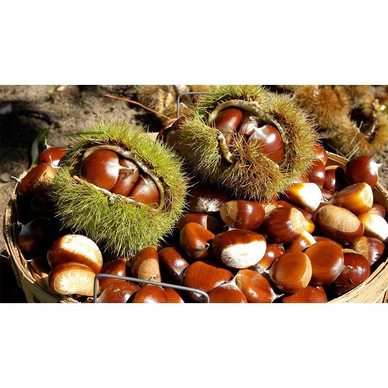 Cây giống hạt dẻ trùng khánh