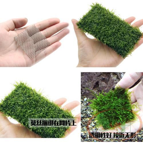 Vĩ inox buộc ươm rêu thủy sinh không gỉ sét giá thể trồng cây