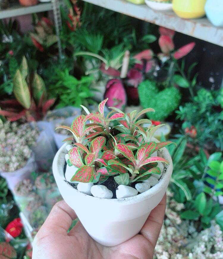 Chậu Cây Cẩm Nhung Cam