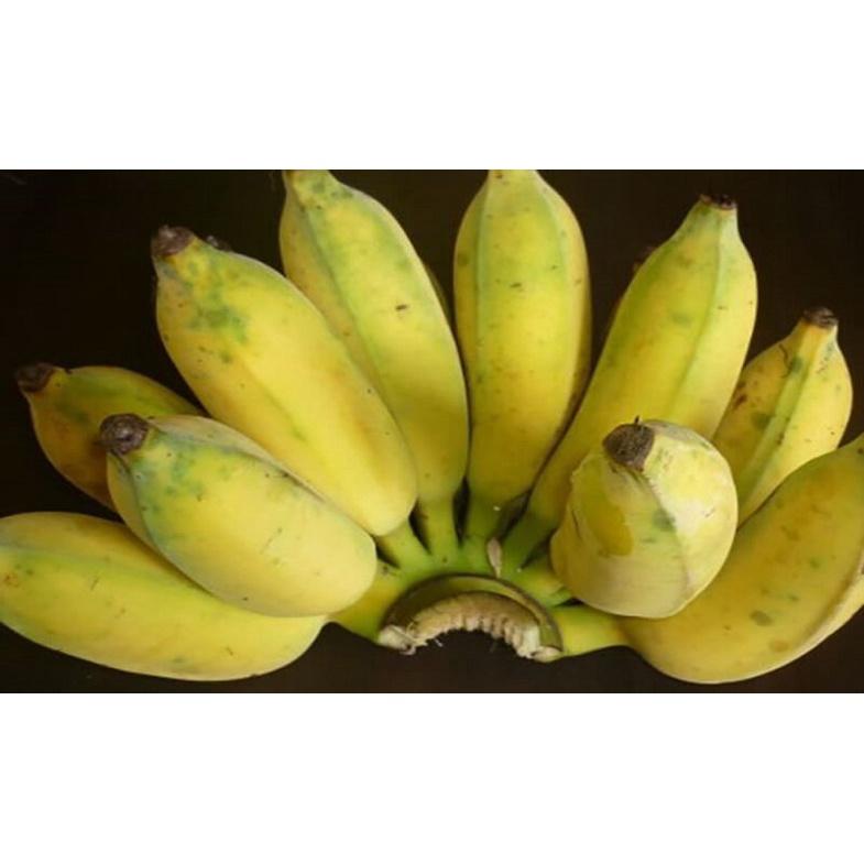 Cây giống Chuối Sứ 100% GIỐNG CHUẨN