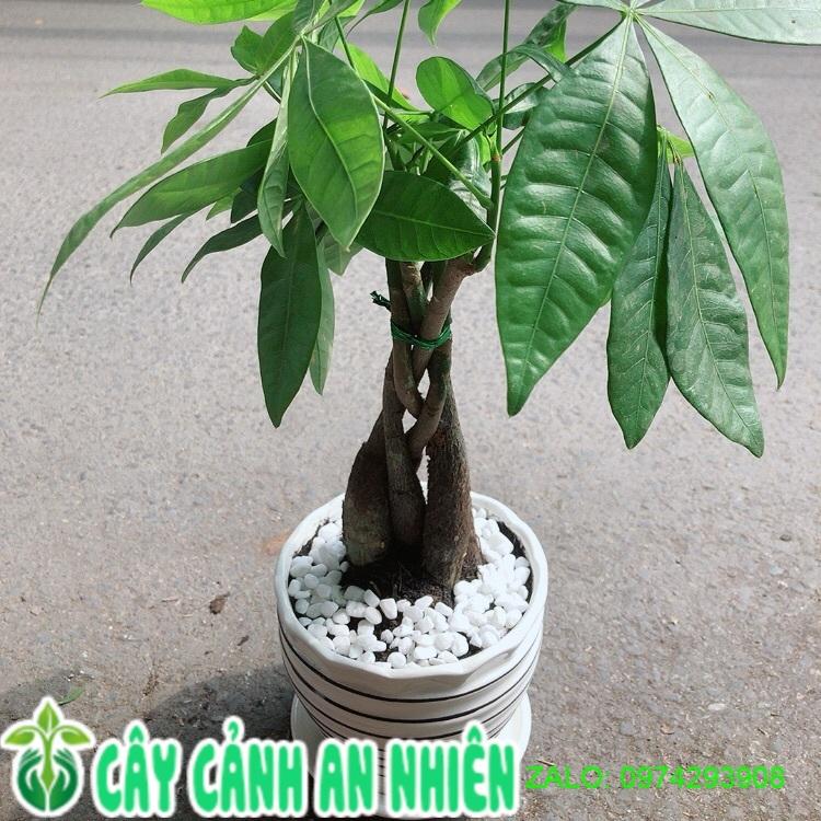 Chậu Cây Kim Ngân Thắt Bính