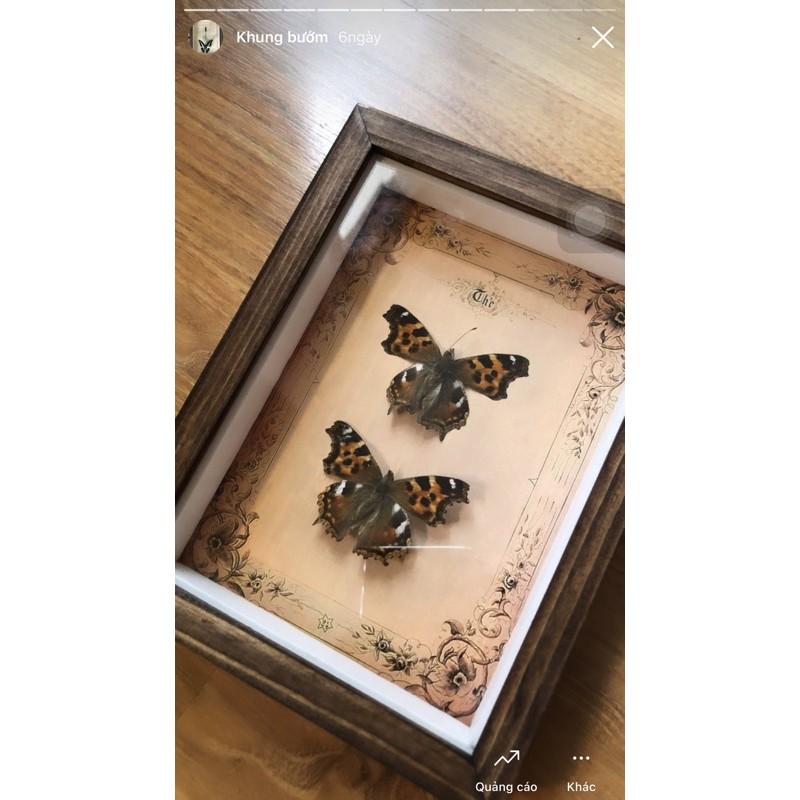 Bướm khô trang trí
