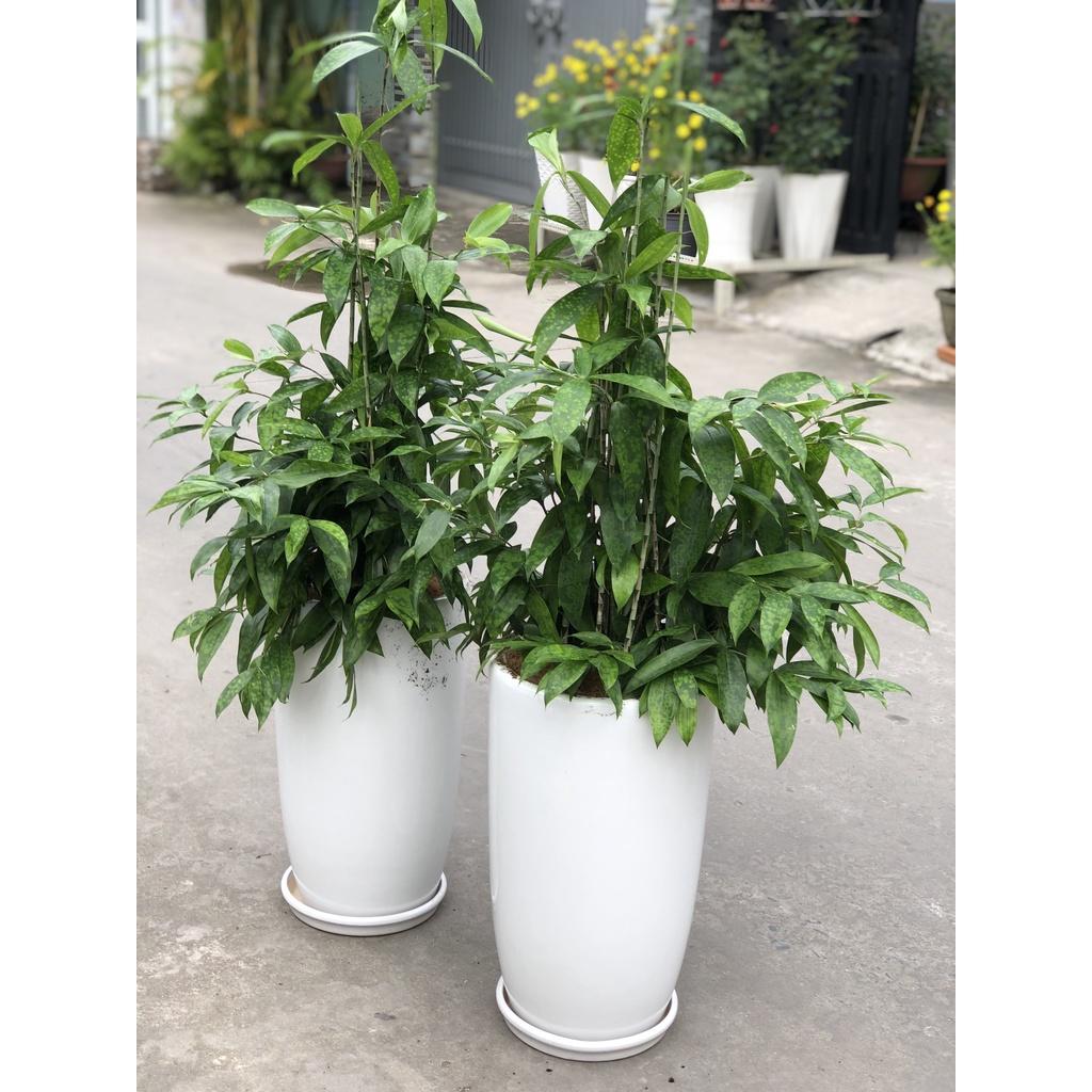 Chậu sứ cây trúc Nhật trang trí văn phòng chỉ giao TP.HCM